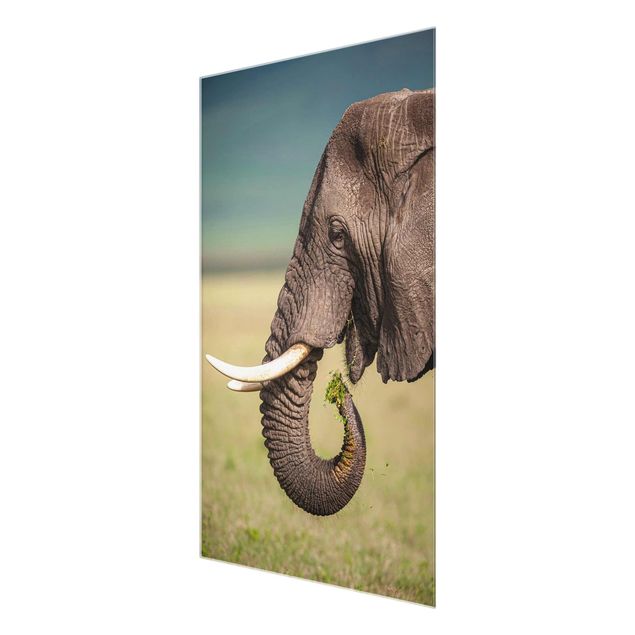 decoração quadros Feeding Elephants In Africa