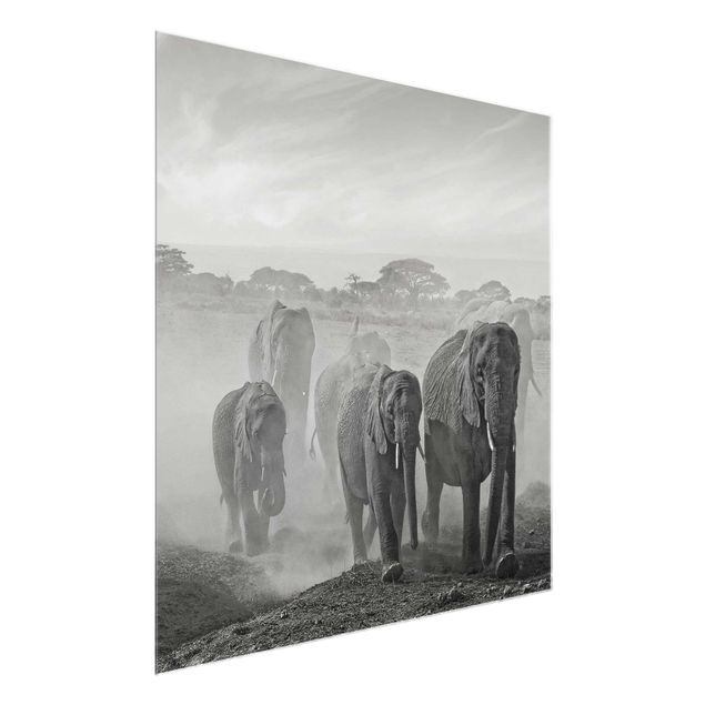 Quadros em vidro em preto e branco Herd Of Elephants
