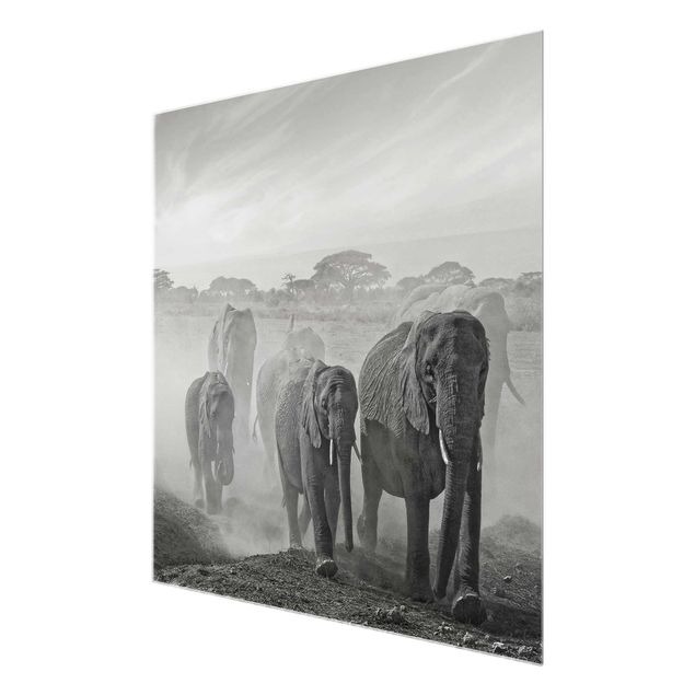 Quadros em vidro animais Herd Of Elephants