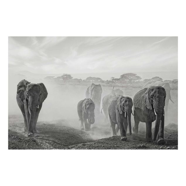Quadros em vidro paisagens Herd Of Elephants