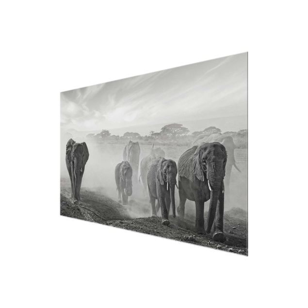 Quadros em vidro animais Herd Of Elephants