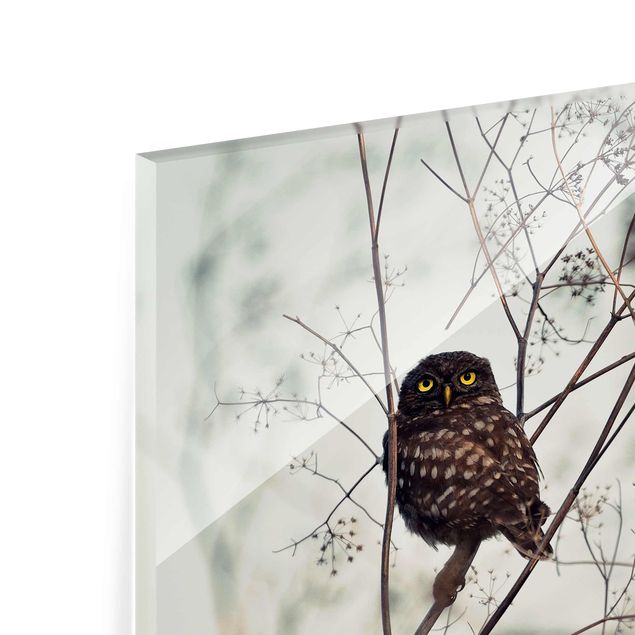 Quadros em vidro Owl In The Winter