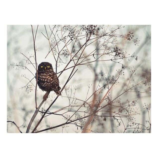 Quadros decorativos Owl In The Winter