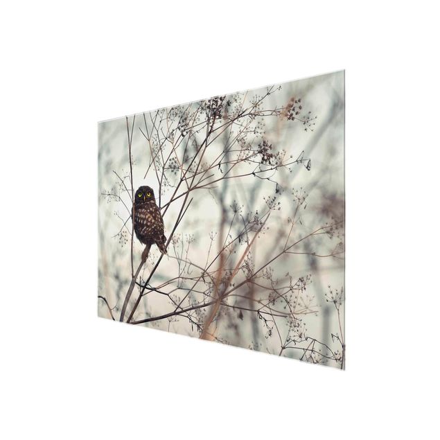 quadro de vidro Owl In The Winter
