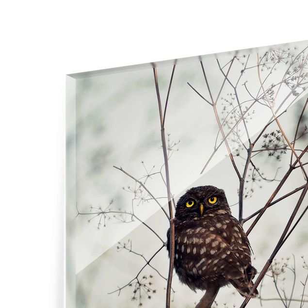 Quadros em vidro Owl In The Winter