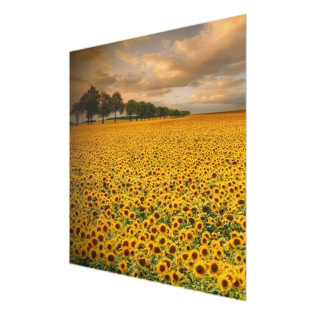quadro com flores Field With Sunflowers