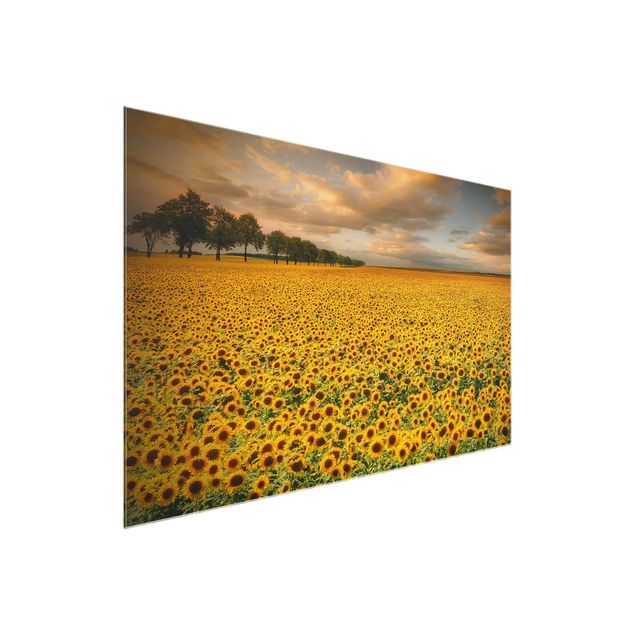 Quadros em vidro flores Field With Sunflowers