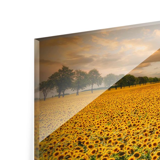 Quadros em amarelo Field With Sunflowers