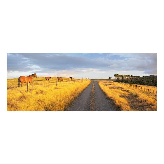 Quadros em vidro animais Field Road And Horse In Evening Sun