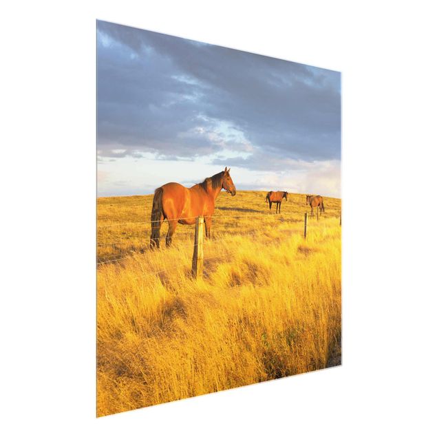 Quadros em vidro paisagens Field Road And Horse In Evening Sun