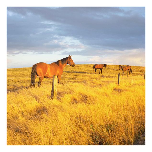 Quadros em vidro animais Field Road And Horse In Evening Sun