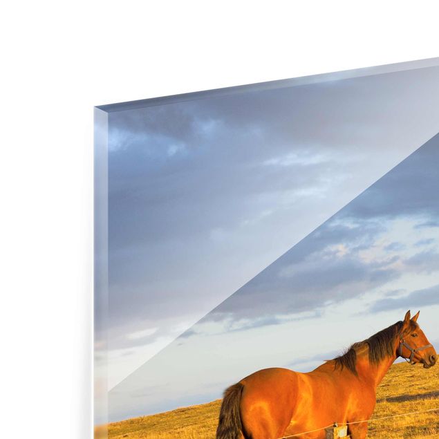 Quadros de Rainer Mirau Field Road And Horse In Evening Sun