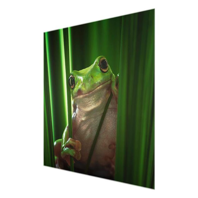 quadro em vidro Merry Frog
