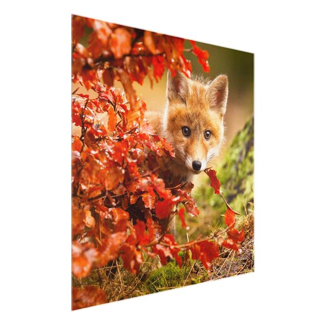Quadros em vidro paisagens Fox In Autumn
