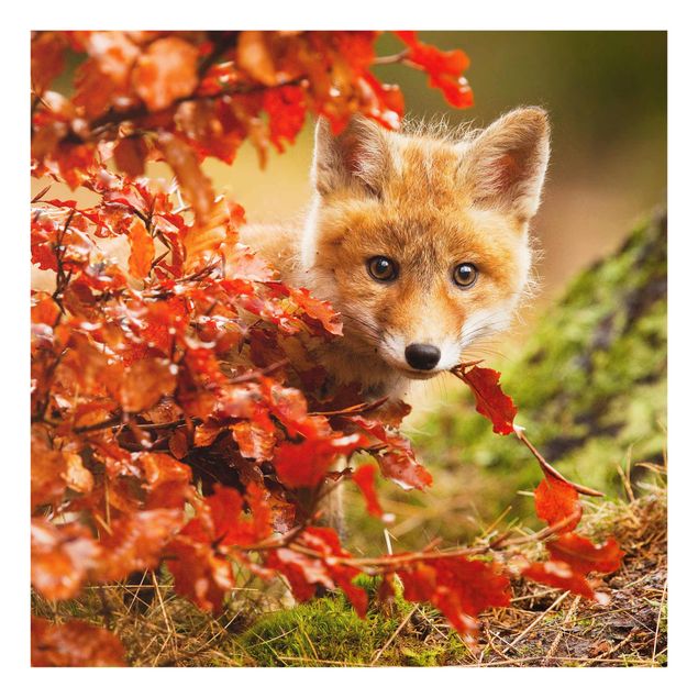 Quadros em vidro animais Fox In Autumn