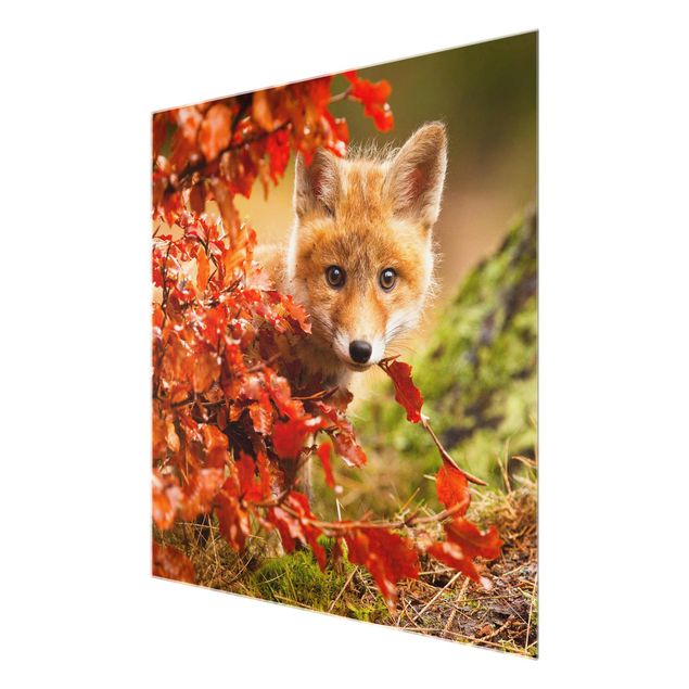 quadro da natureza Fox In Autumn
