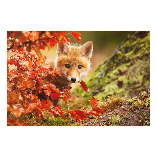 Quadros em vidro animais Fox In Autumn