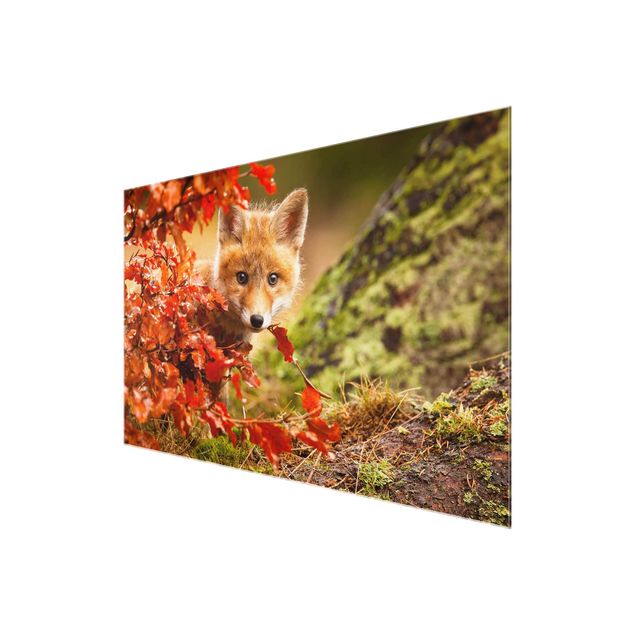 quadro da natureza Fox In Autumn