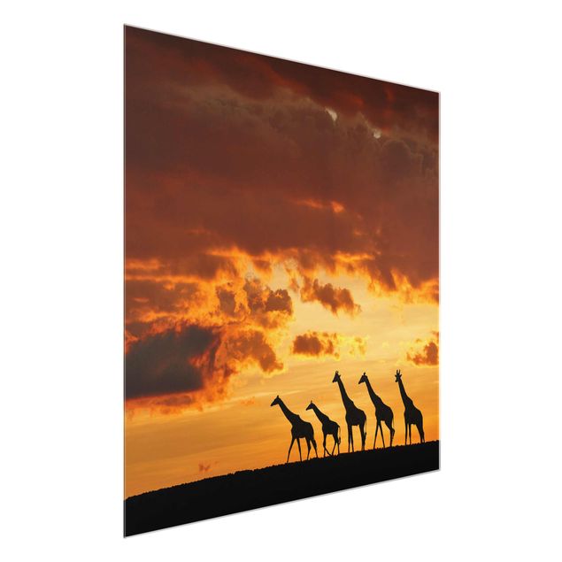 Quadros em vidro paisagens Five Giraffes