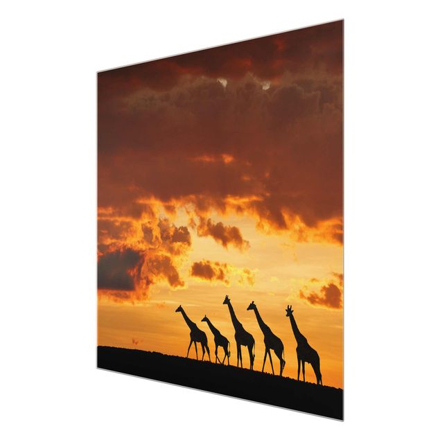 quadro da natureza Five Giraffes