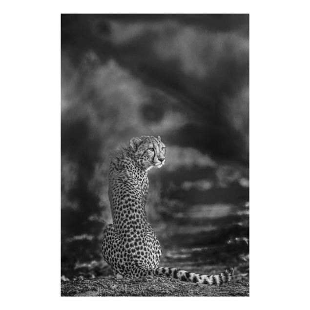 Quadros preto e branco Cheetah In The Wildness