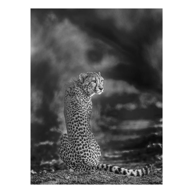 Quadros preto e branco Cheetah In The Wildness