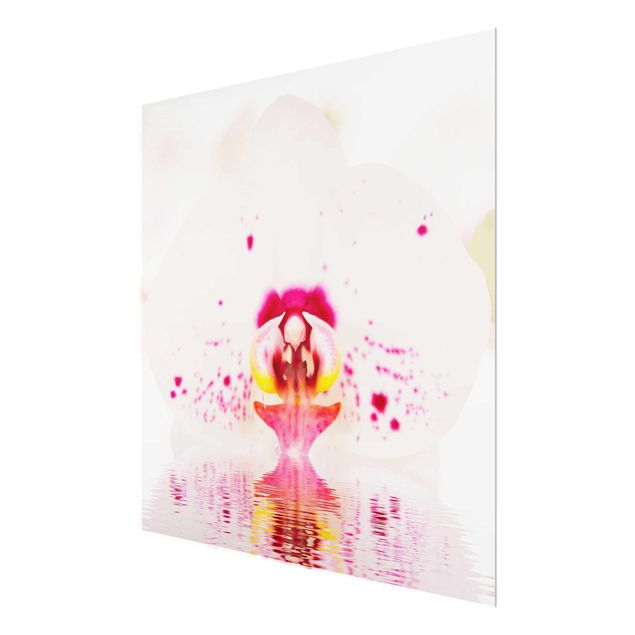 quadro com flores Dotted Orchid On Water