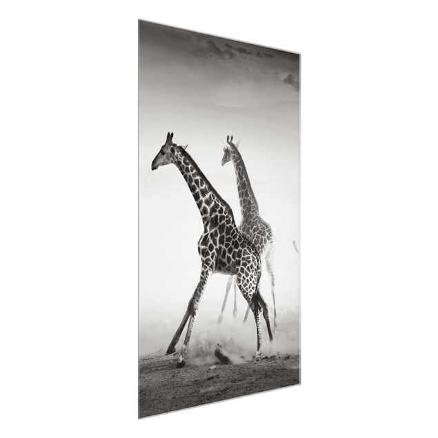 Quadros em vidro animais Giraffe Hunt