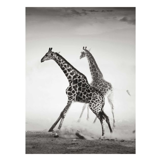 Quadros modernos Giraffe Hunt