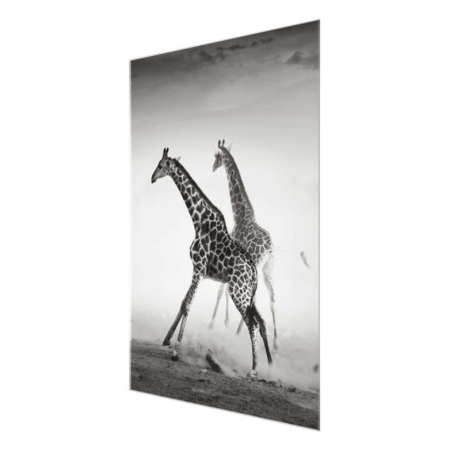 Quadros preto e branco Giraffe Hunt