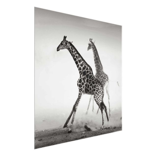 Quadros em vidro animais Giraffe Hunt