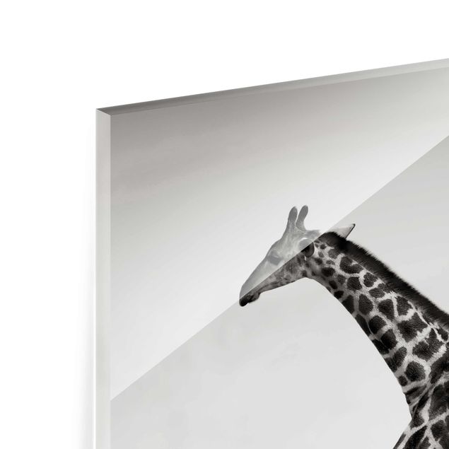 quadro de vidro Giraffe Hunt