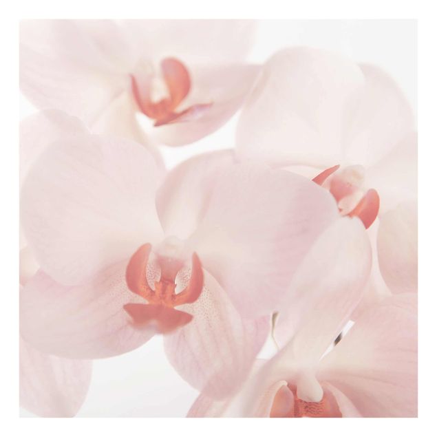 Quadros florais Bright Orchid Flower Wallpaper - Svelte Orchids