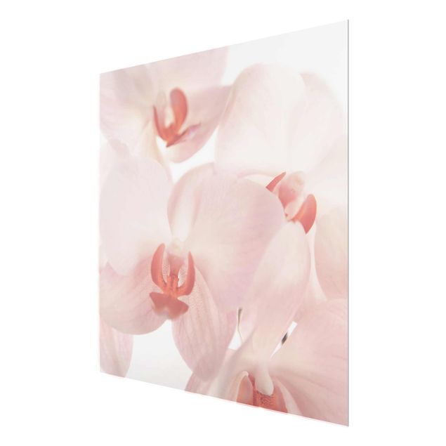 quadro com flores Bright Orchid Flower Wallpaper - Svelte Orchids