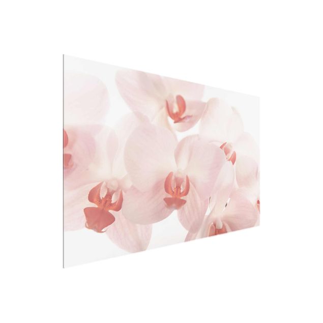 Quadros em vidro flores Bright Orchid Flower Wallpaper - Svelte Orchids