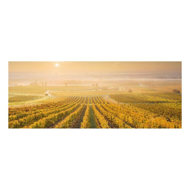 Quadros em vidro paisagens Autumnal Vineyards Near Vienna