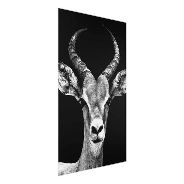 Quadros África Impala antelope black & white
