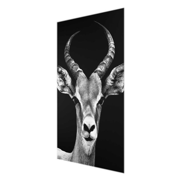 Quadros decorativos Impala antelope black & white