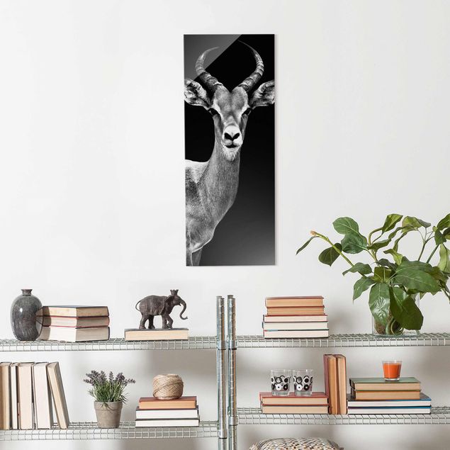 Quadros em vidro animais Impala antelope black & white