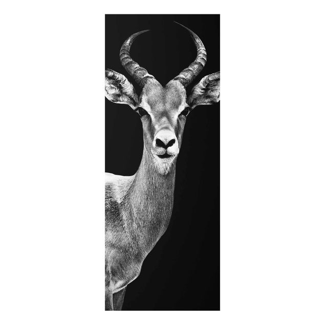 Quadros preto e branco Impala antelope black & white