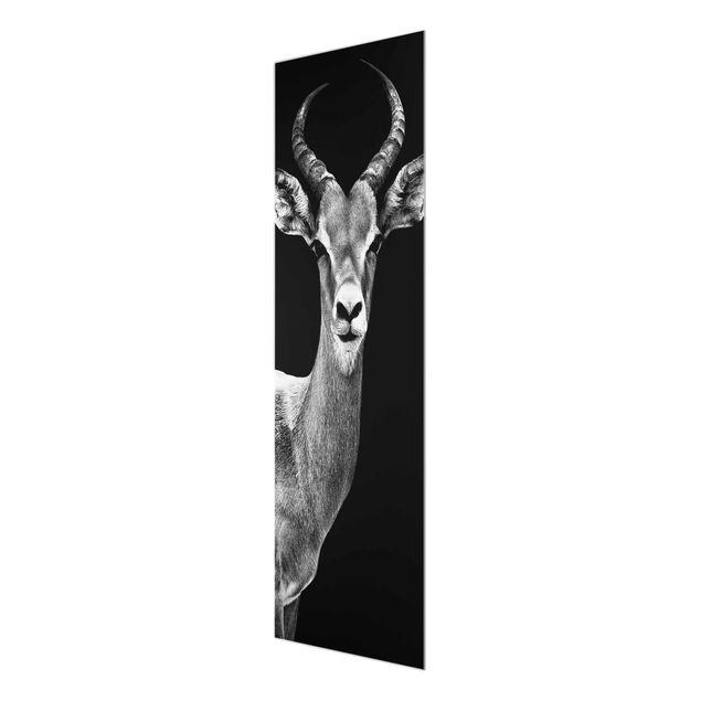 Quadros decorativos Impala antelope black & white