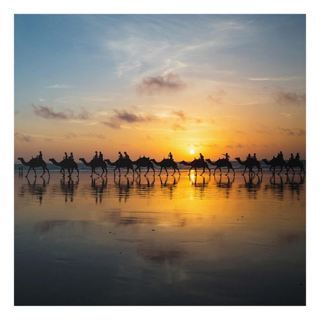 quadro animal Camels in the sunset