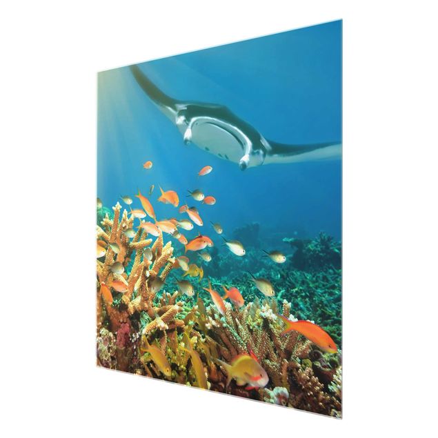 quadro de vidro Coral reef