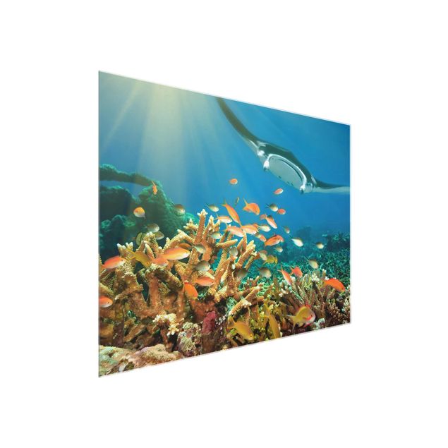 Quadros animais Coral reef