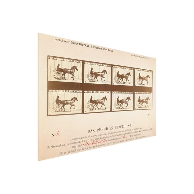 Quadros em vidro animais Eadweard Muybridge - The horse in Motion