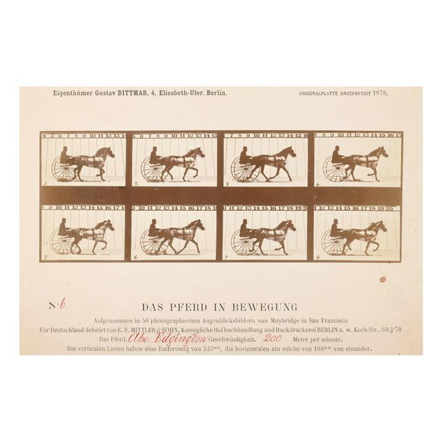 Quadros famosos Eadweard Muybridge - The horse in Motion