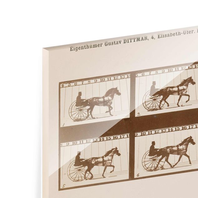 decoração quadros Eadweard Muybridge - The horse in Motion