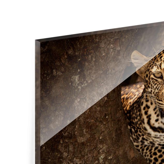 quadro de vidro Leopard Resting On A Tree