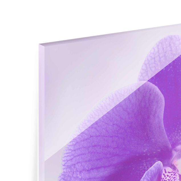Quadros decorativos Purple Orchid On Water
