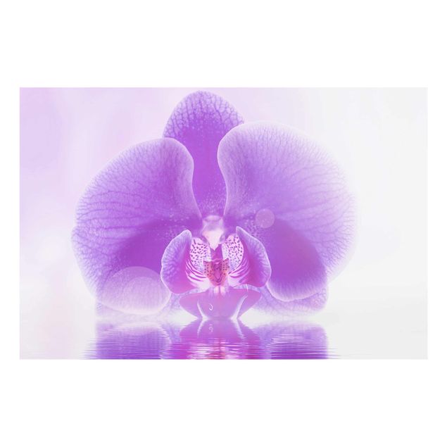 Quadros florais Purple Orchid On Water
